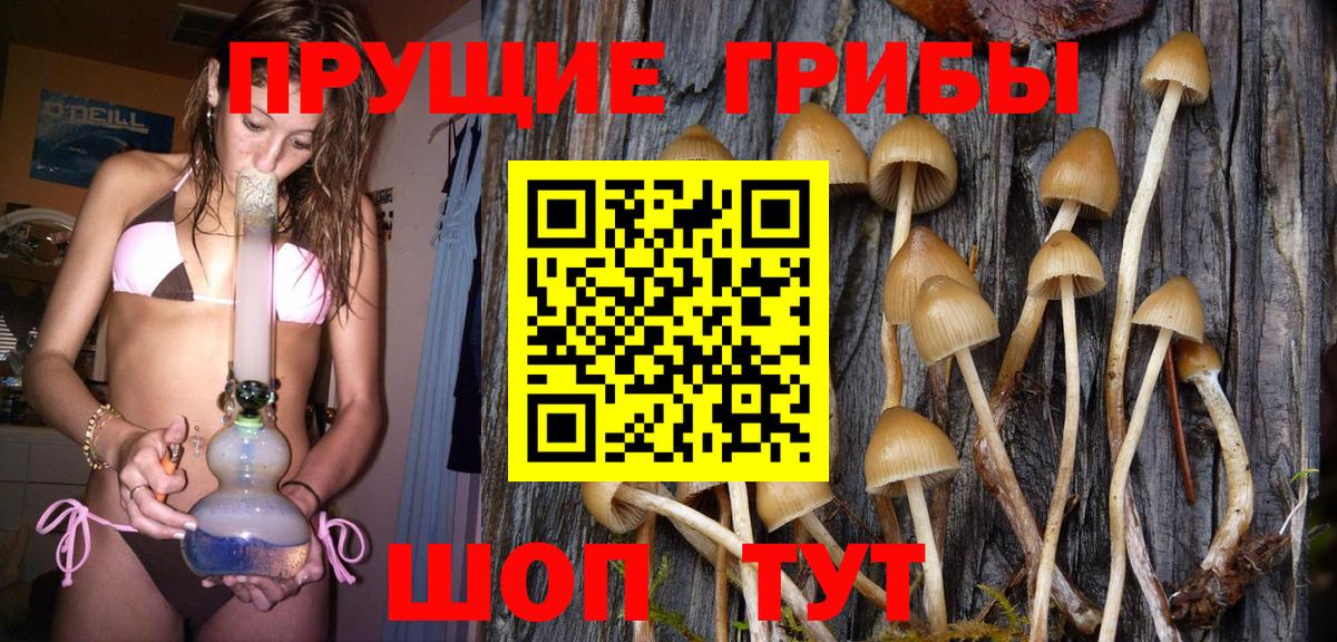 Галлюциногенные грибы Psilocybe Гурьевск